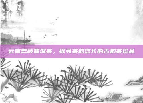 云南莽枝普洱茶，探寻茶韵悠长的古树茶珍品
