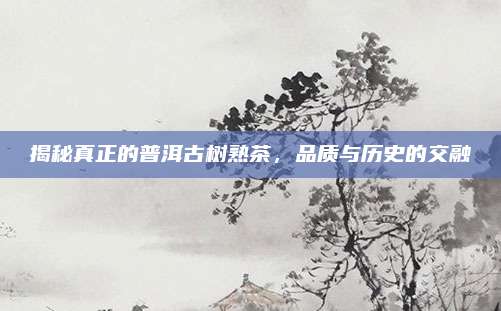 揭秘真正的普洱古树熟茶，品质与历史的交融