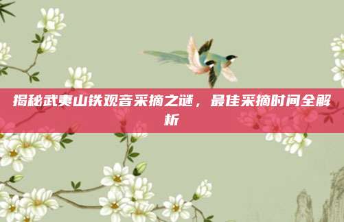 揭秘武夷山铁观音采摘之谜,最佳采摘时间全解析