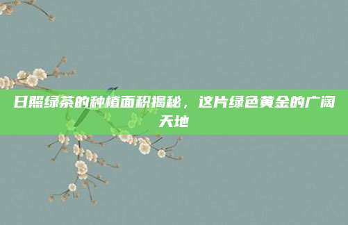日照绿茶的种植面积揭秘，这片绿色黄金的广阔天地