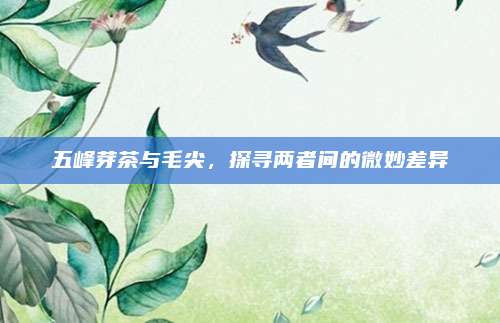 五峰芽茶与毛尖,探寻两者间的微妙差异