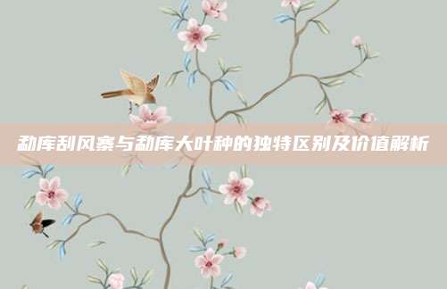 勐库刮风寨与勐库大叶种的独特区别及价值解析