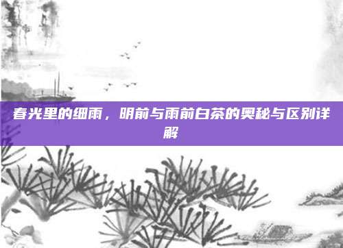 春光里的细雨，明前与雨前白茶的奥秘与区别详解
