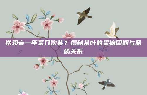 铁观音一年采几次茶？揭秘茶叶的采摘周期与品质关系