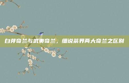 白芽奇兰与武夷奇兰，细说茶界两大奇兰之区别