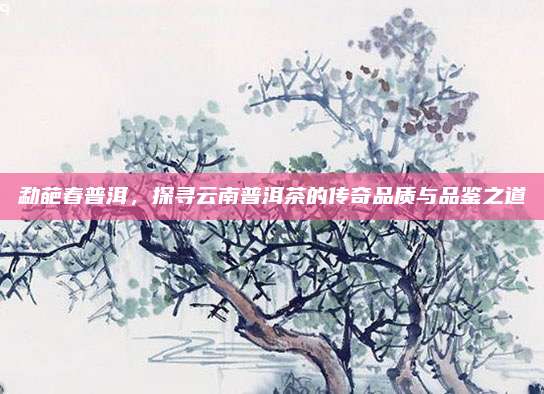 勐葩春普洱，探寻云南普洱茶的传奇品质与品鉴之道