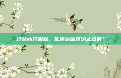 绿茶新秀崛起，优质茶苗求购正当时！
