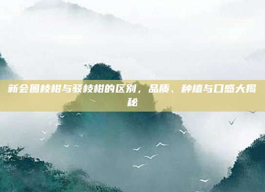 新会圈枝柑与驳枝柑的区别，品质、种植与口感大揭秘