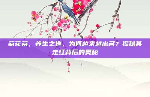 菊花茶，养生之选，为何越来越出名？揭秘其走红背后的奥秘