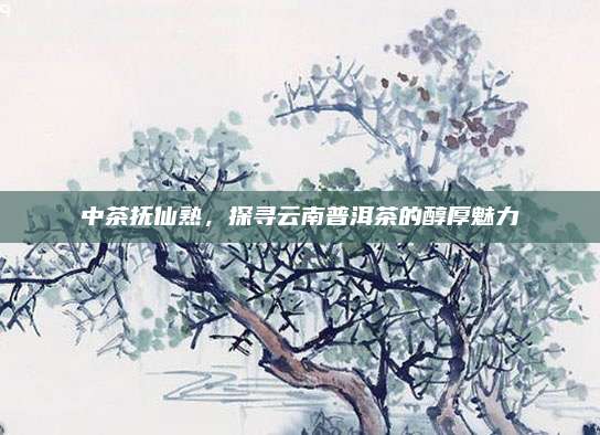 中茶抚仙熟,探寻云南普洱茶的醇厚魅力