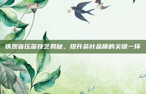 铁观音压苗技艺揭秘,提升茶叶品质的关键一环