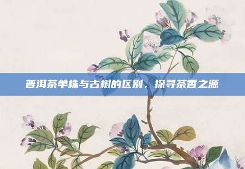 普洱茶单株与古树的区别,探寻茶香之源