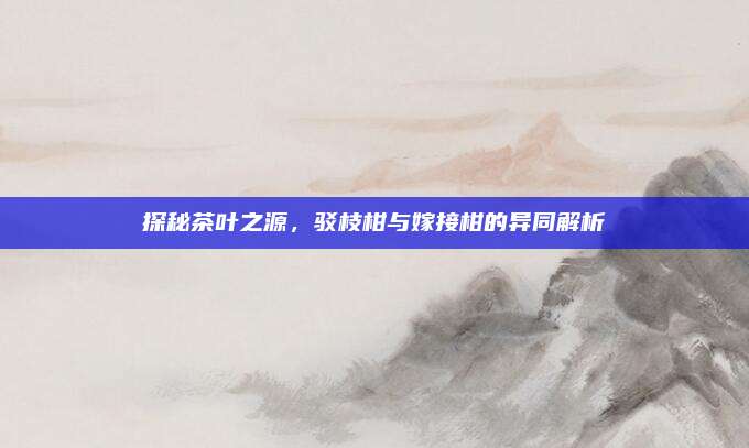探秘茶叶之源，驳枝柑与嫁接柑的异同解析