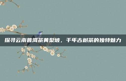 探寻云南普洱茶黄梨坡，千年古树茶的独特魅力