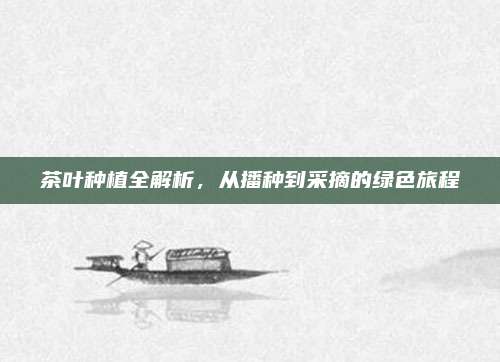 茶叶种植全解析，从播种到采摘的绿色旅程