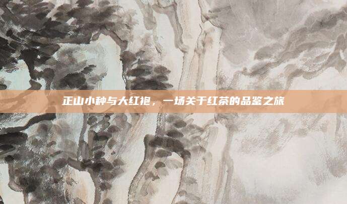 正山小种与大红袍,一场关于红茶的品鉴之旅