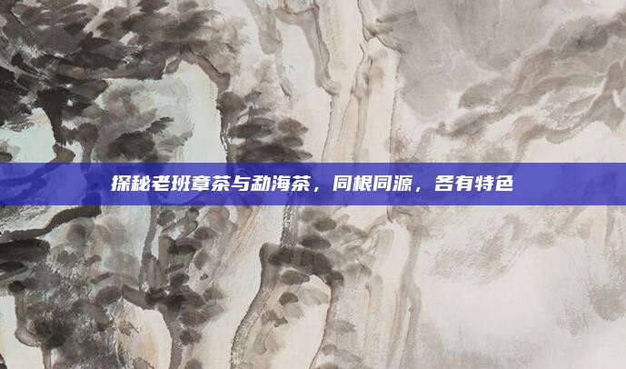 探秘老班章茶与勐海茶，同根同源，各有特色