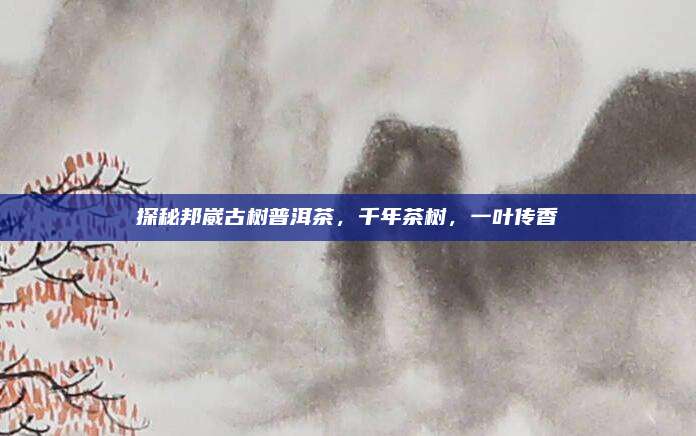 探秘邦崴古树普洱茶，千年茶树，一叶传香