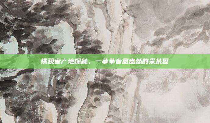铁观音产地探秘，一幕幕春意盎然的采茶图