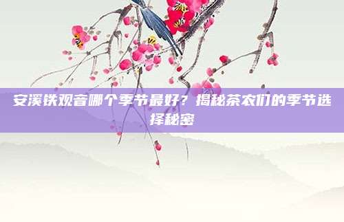 安溪铁观音哪个季节最好？揭秘茶农们的季节选择秘密