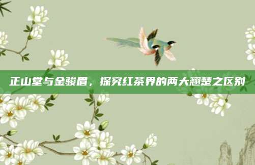 正山堂与金骏眉,探究红茶界的两大翘楚之区别