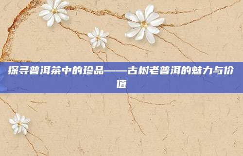 探寻普洱茶中的珍品——古树老普洱的魅力与价值
