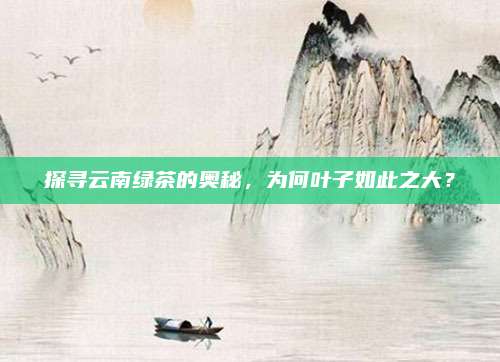 探寻云南绿茶的奥秘，为何叶子如此之大？