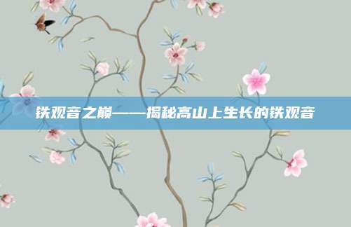 铁观音之巅——揭秘高山上生长的铁观音