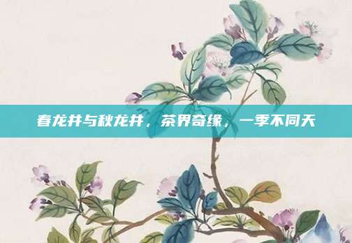 春龙井与秋龙井,茶界奇缘,一季不同天