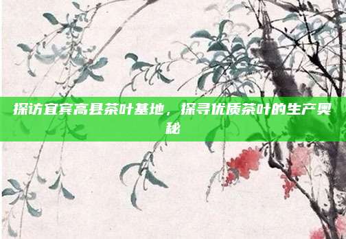 探访宜宾高县茶叶基地，探寻优质茶叶的生产奥秘