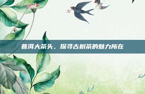 普洱大茶头,探寻古树茶的魅力所在