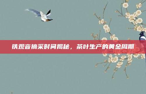 铁观音摘采时间揭秘，茶叶生产的黄金周期