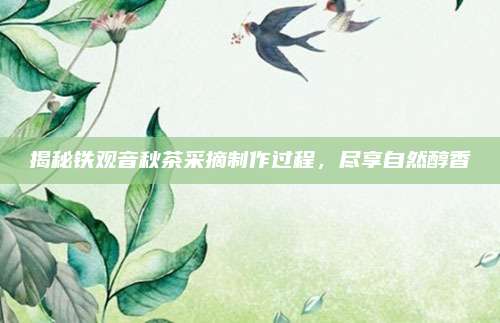 揭秘铁观音秋茶采摘制作过程,尽享自然醇香