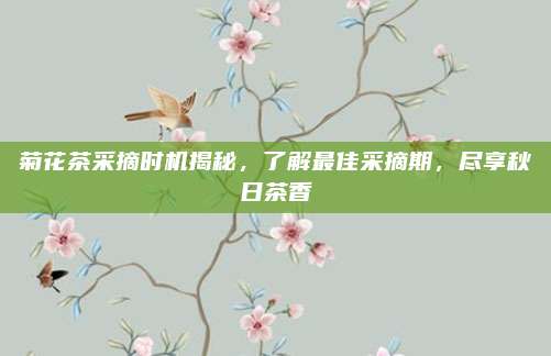 菊花茶采摘时机揭秘，了解最佳采摘期，尽享秋日茶香