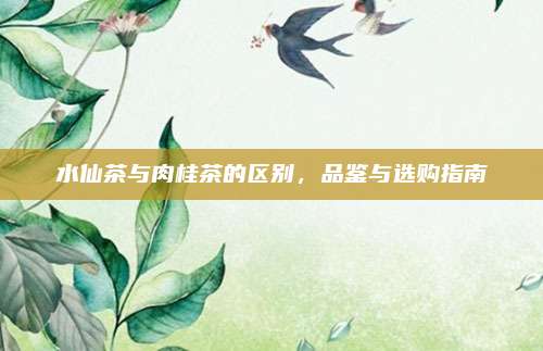 水仙茶与肉桂茶的区别，品鉴与选购指南