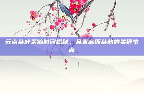 云南茶叶采摘时间揭秘,品鉴高原茶韵的关键节点
