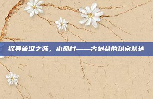 探寻普洱之源，小坝村——古树茶的秘密基地
