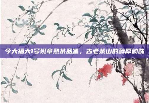 今大福大1号班章熟茶品鉴，古老茶山的醇厚韵味