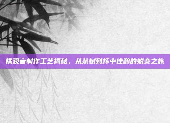 铁观音制作工艺揭秘，从茶树到杯中佳酿的蜕变之旅