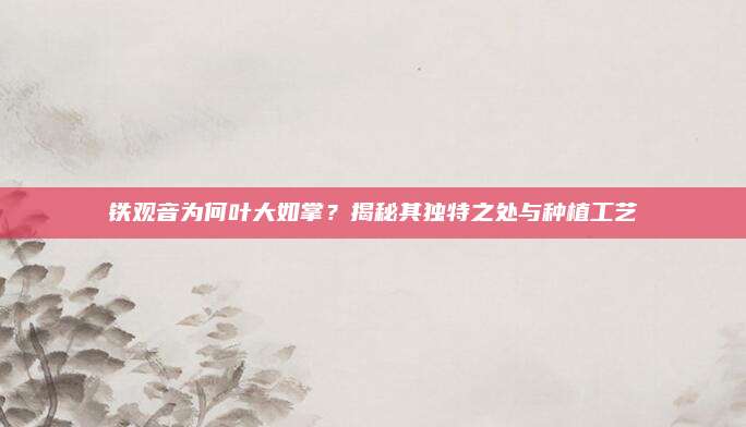 铁观音为何叶大如掌?揭秘其独特之处与种植工艺