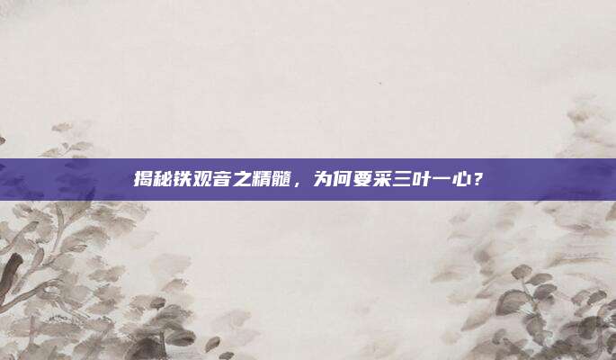 揭秘铁观音之精髓,为何要采三叶一心?