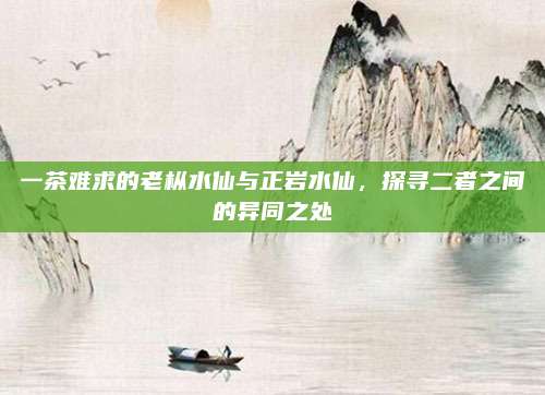 一茶难求的老枞水仙与正岩水仙，探寻二者之间的异同之处