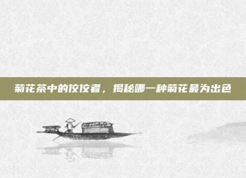 菊花茶中的佼佼者，揭秘哪一种菊花最为出色