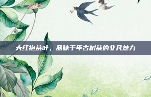 大红袍茶叶，品味千年古树茶的非凡魅力