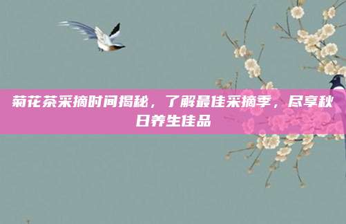 菊花茶采摘时间揭秘,了解最佳采摘季,尽享秋日养生佳品