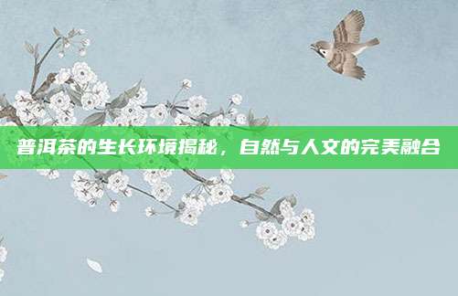 普洱茶的生长环境揭秘,自然与人文的完美融合