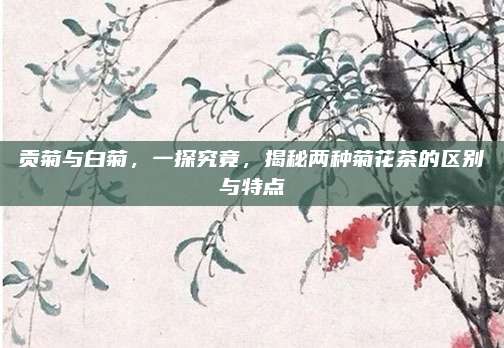 贡菊与白菊，一探究竟，揭秘两种菊花茶的区别与特点