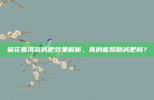 菊花普洱茶减肥效果解析,真的能帮助减肥吗?