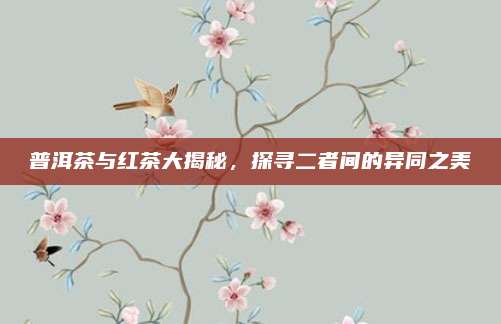 普洱茶与红茶大揭秘,探寻二者间的异同之美